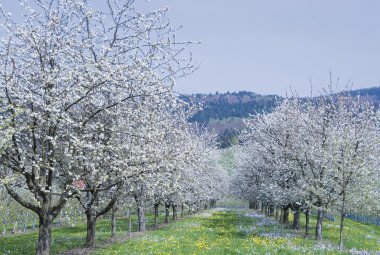 Frühling im Schwarzwald &copy; reinhard sester-fotolia.com