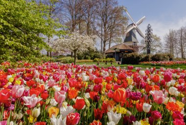 Keukenhof &copy; Keukenhof