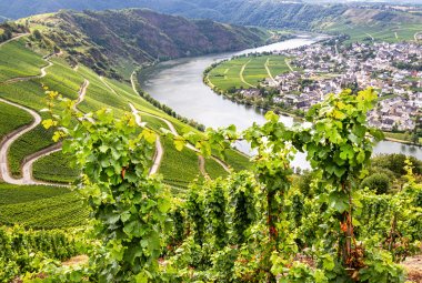 Panoramablick auf Moselschleife bei Piesport  © Elena Estellés - stock.adobe.com