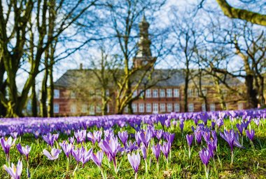 Krokusblüte in Husum &copy; Andreas - stock.adobe.com
