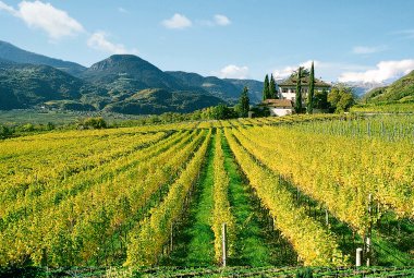 Weinberge an der Südtiroler Weinstraße © TVB Südtirols Süden/Tappeiner AG